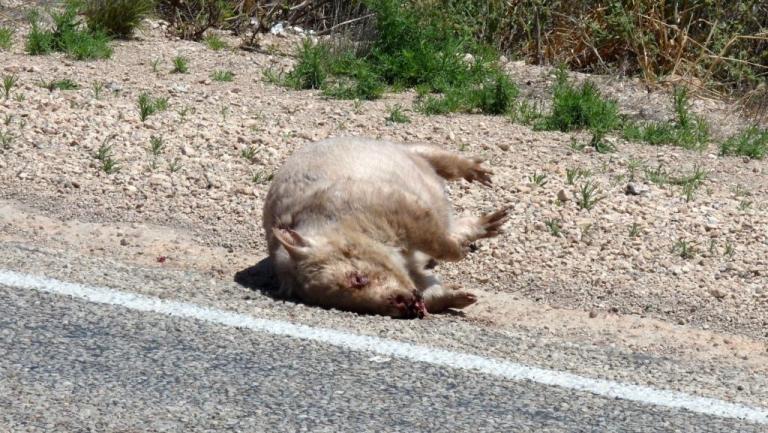 Wombat